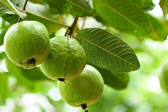 Guavas